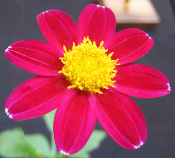 Dahlia ' LO - HELEN '  (Mignon Single)  Lobaugh W.  USA  2019  Washington State Show, USA 2022  (David Brown)